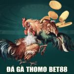 Đá gà Thomo