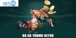 Đá gà Thomo