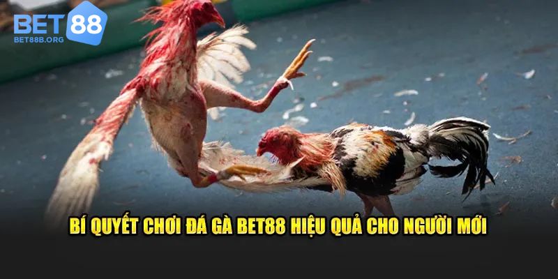 Kinh nghiệm chơi Đá gà Bet88 hữu ích cho tân thủ
