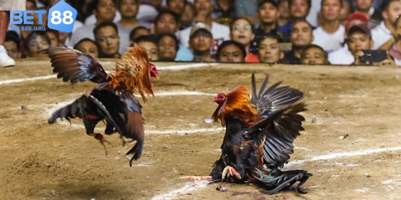Lý do nên chọn Đá gà Bet88 – Sân chơi đẳng cấp cho kê thủ