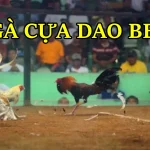 Đá gà cựa dao Bet88