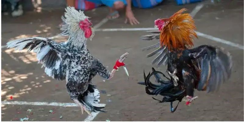 Kinh nghiệm xương máu khi tham gia đá gà cựa dao
