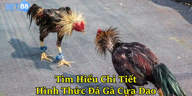 Tìm hiểu chi tiết về hình thức đá gà cựa dao